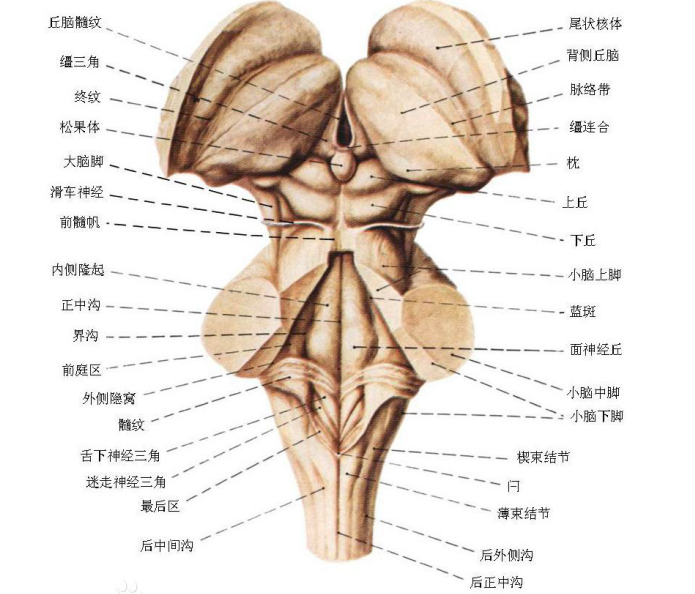 海綿狀血管瘤