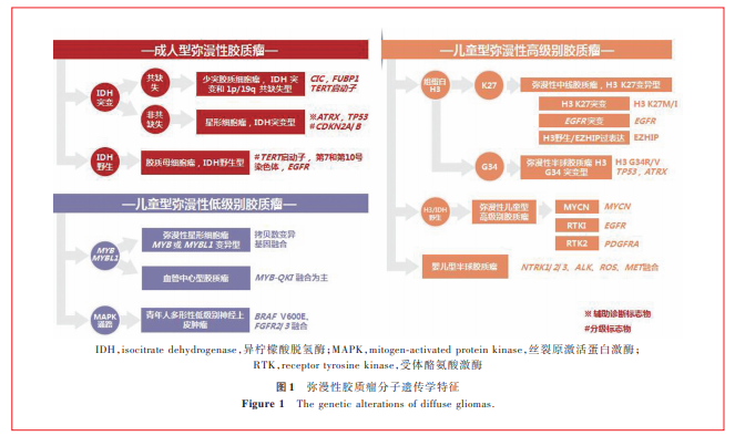 中樞神經(jīng)系統(tǒng)腫瘤分類