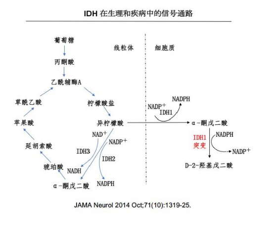 膠質(zhì)瘤IDH突變