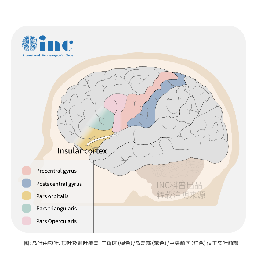 島葉膠質(zhì)瘤復(fù)發(fā)率高嗎