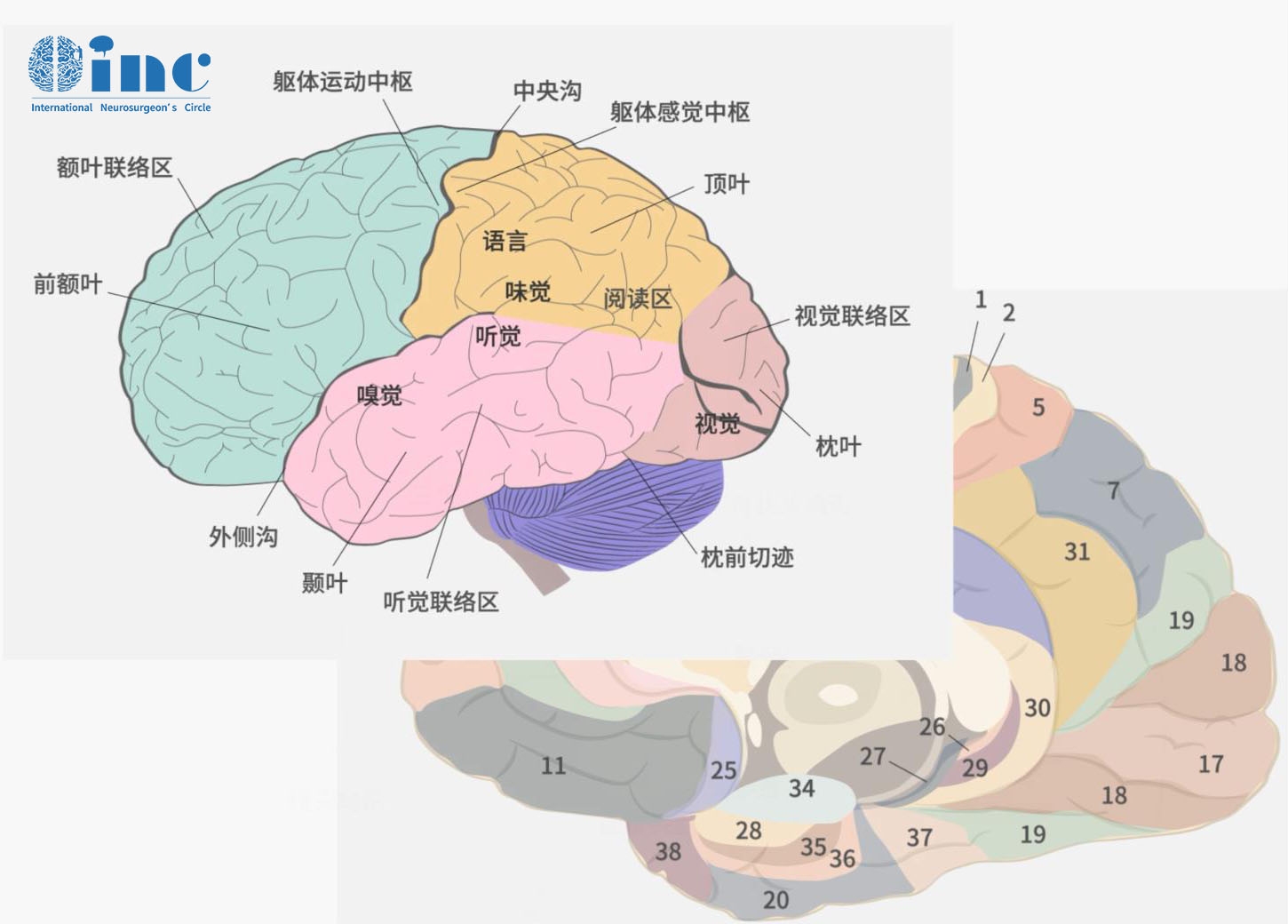 神經(jīng)節(jié)細(xì)胞瘤