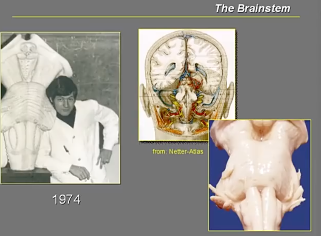 巴教授40年前就開始腦干解剖等基礎(chǔ)研究