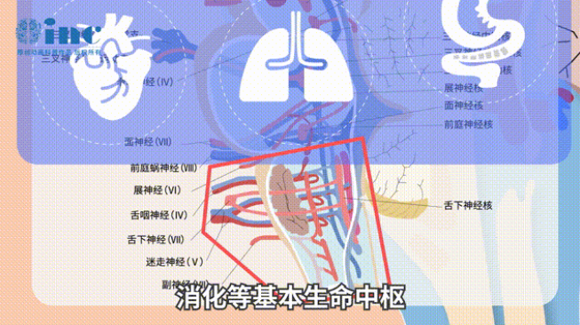 巴特朗菲教授腦干-延髓膠質(zhì)瘤章節(jié)交流