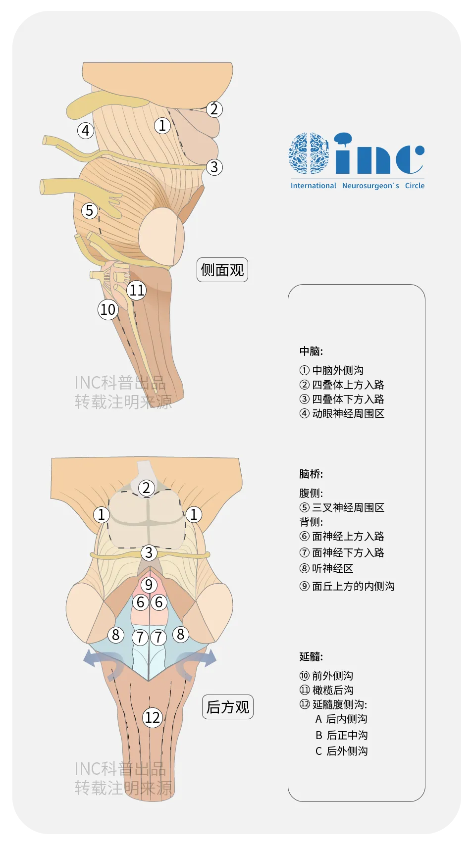 腦干圖片