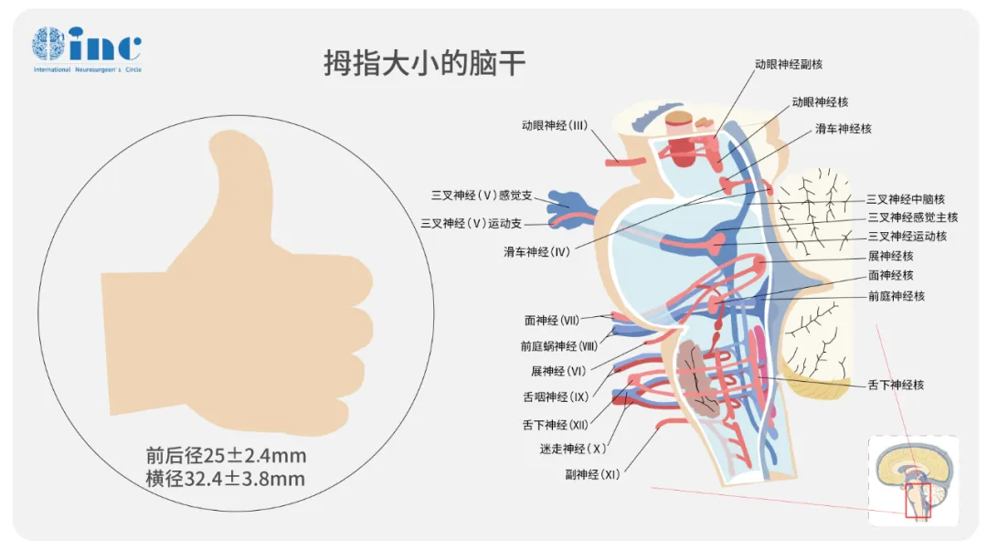 腦干延髓圖片