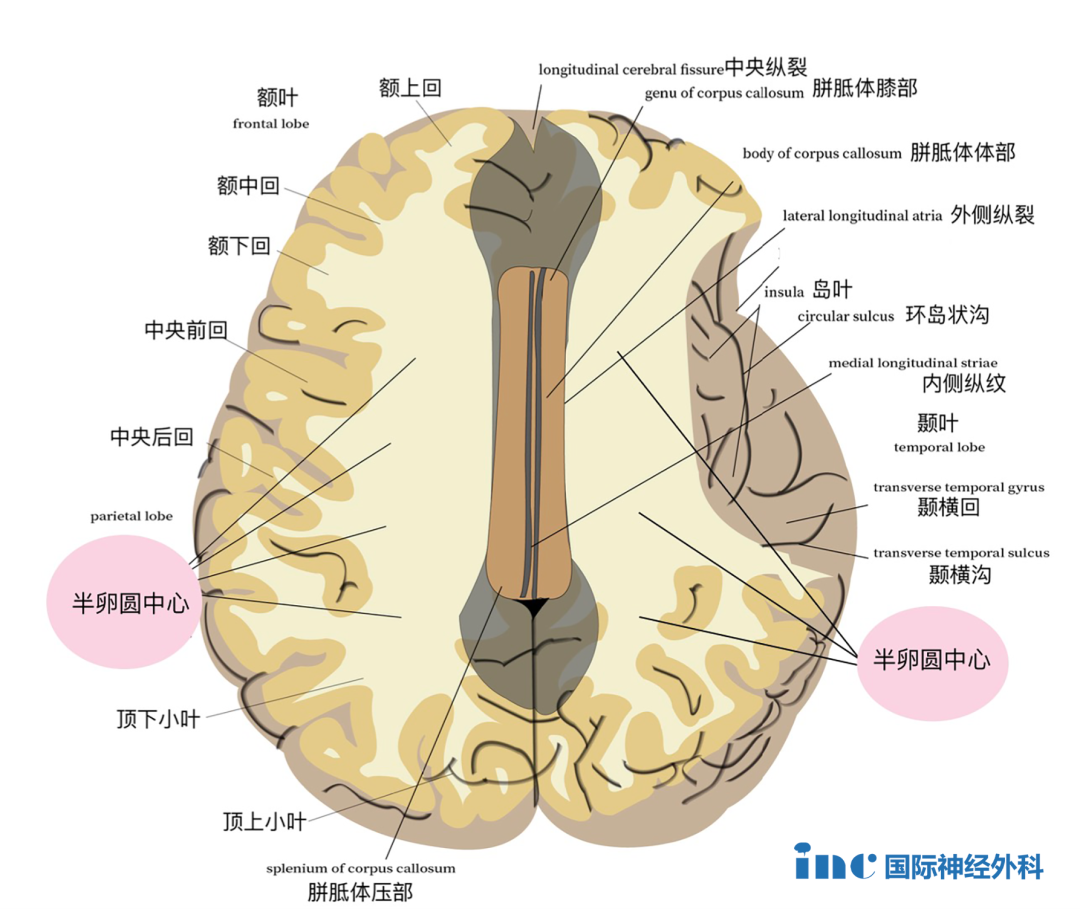 半卵圓中心此斷面恰經(jīng)胼胝體上方，可見大腦半球的髓質(zhì)形成半卵圓中心。