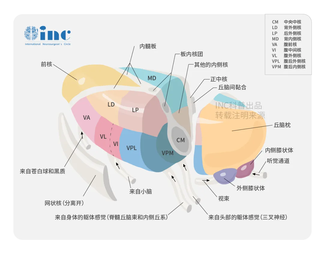 丘腦