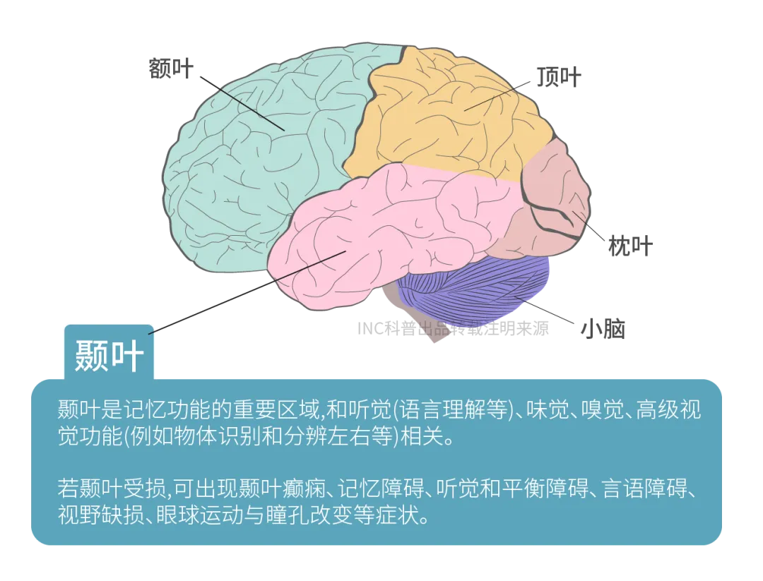 到底什么是顳葉？顳葉有什么功能？