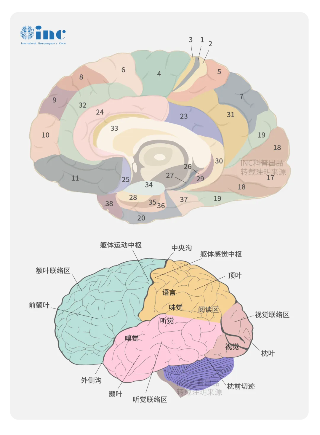 到底什么是顳葉？顳葉有什么功能？