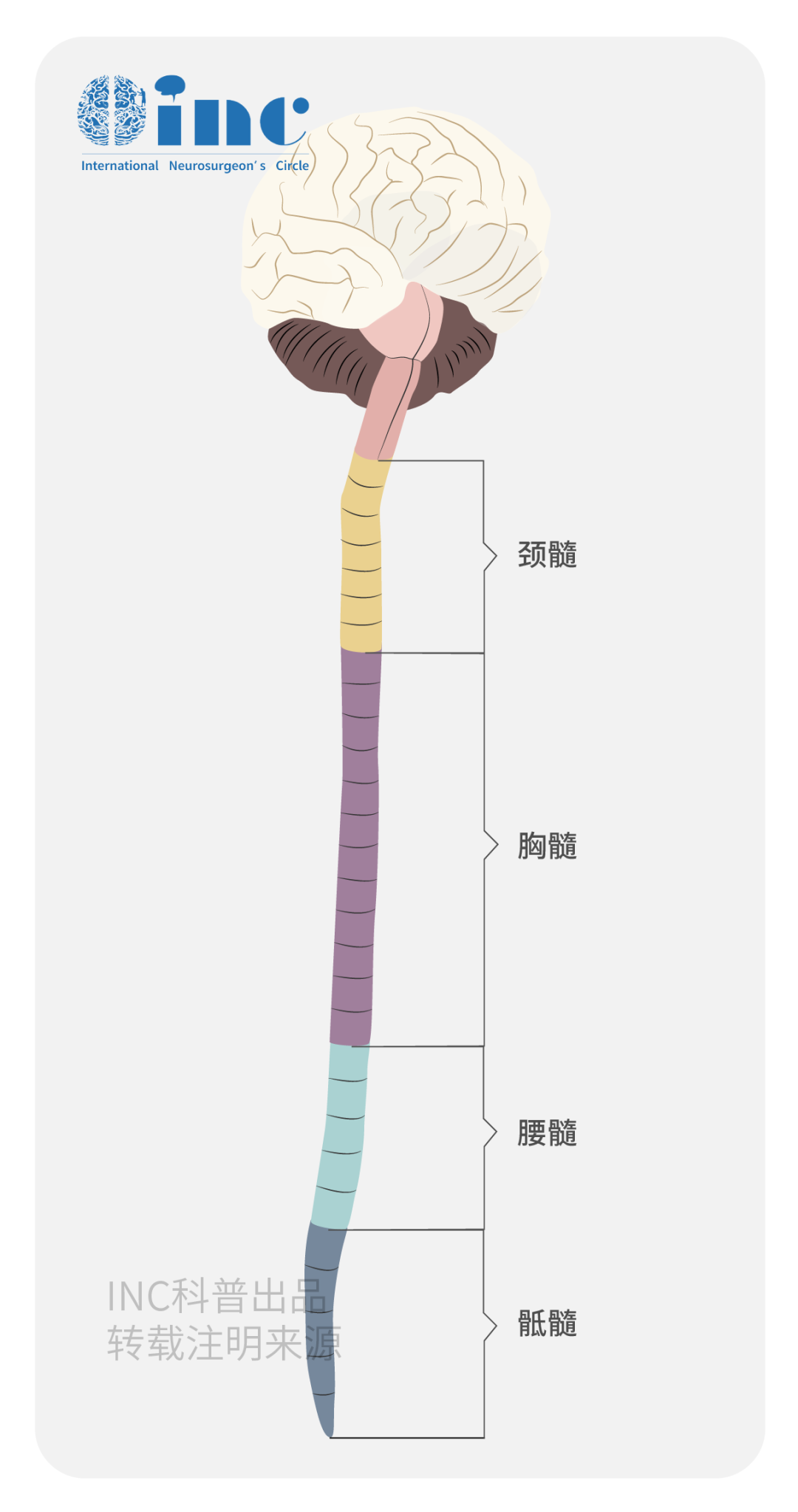 脊索瘤具有惡性潛質(zhì)，超過(guò)1/3的患者可能發(fā)生淋巴結(jié)轉(zhuǎn)移和血行播散。