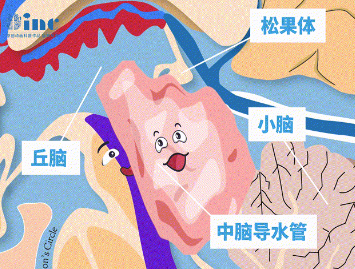 四疊體即中腦頂蓋，包含上丘、下丘，是視覺、聽覺反射中樞。毗鄰多個重要腦組織，包括中腦導(dǎo)水管、松果體、小腦、丘腦等。
