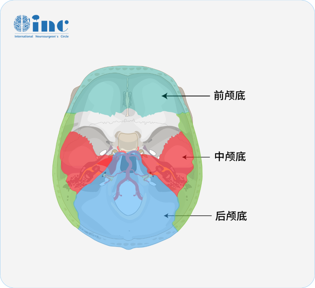 大腦顱底區(qū)域