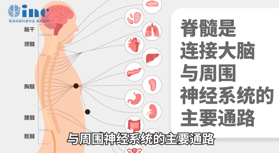 延髓-頸髓手術(shù)風(fēng)險太大！一旦術(shù)中呼吸驟停，沒有存活可能？