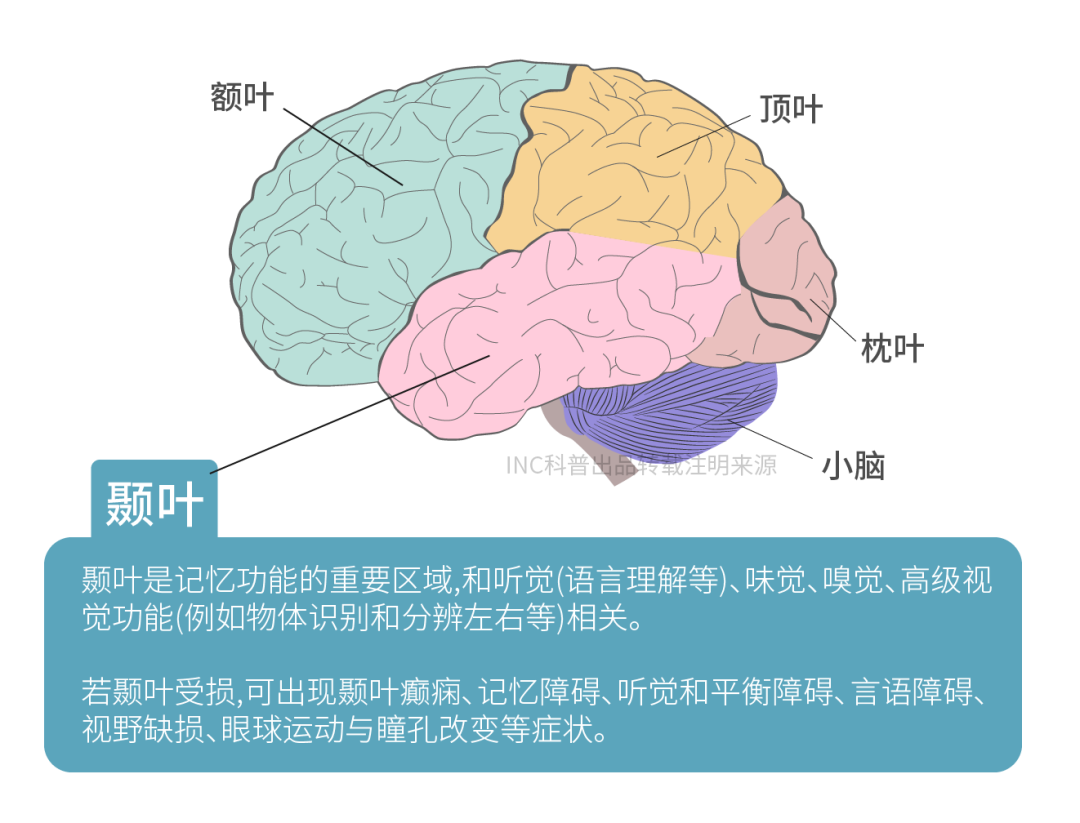 顳葉