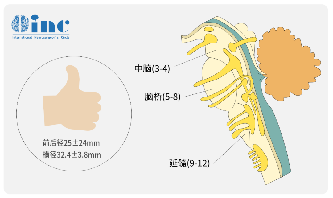 腦干