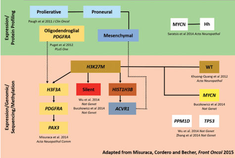 圖：DIPG的三個(gè)分子亞群——MYCN、Silent 和 H3K27M。