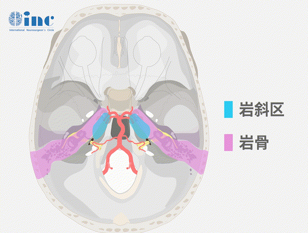 巖斜區(qū)解剖結(jié)構(gòu)