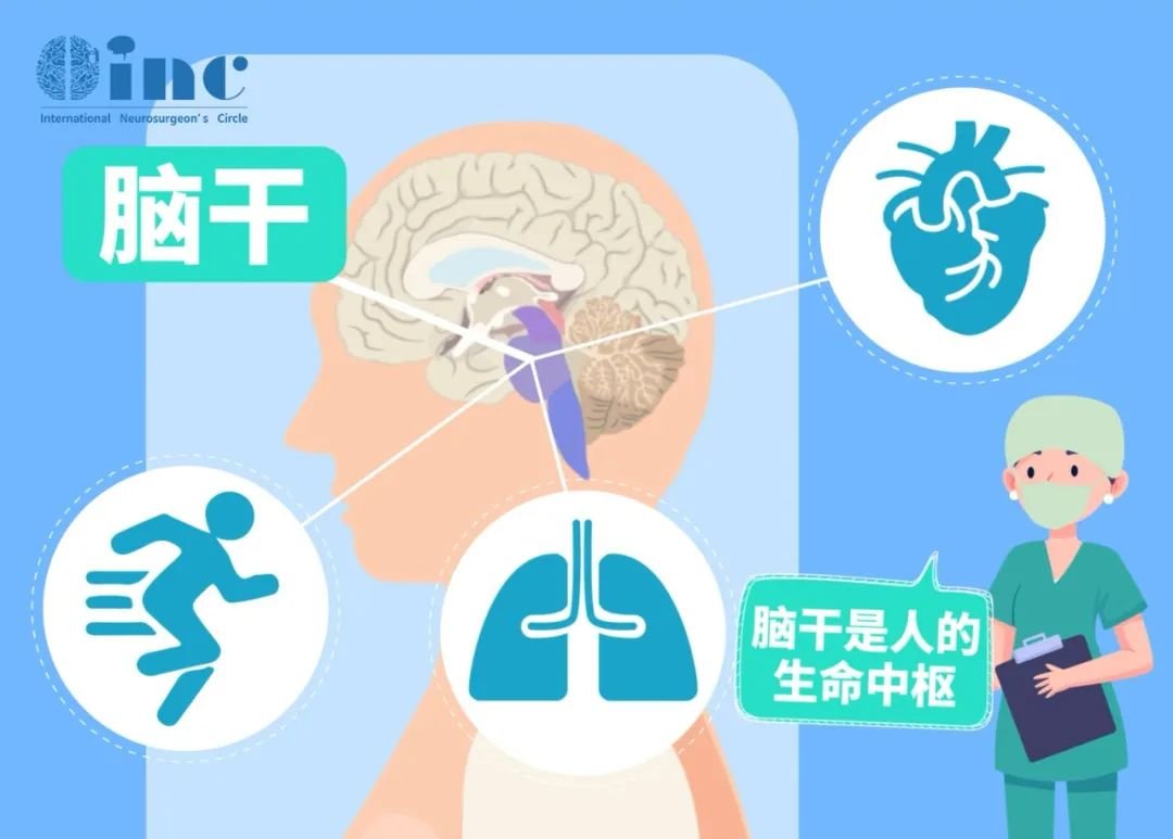 腦干