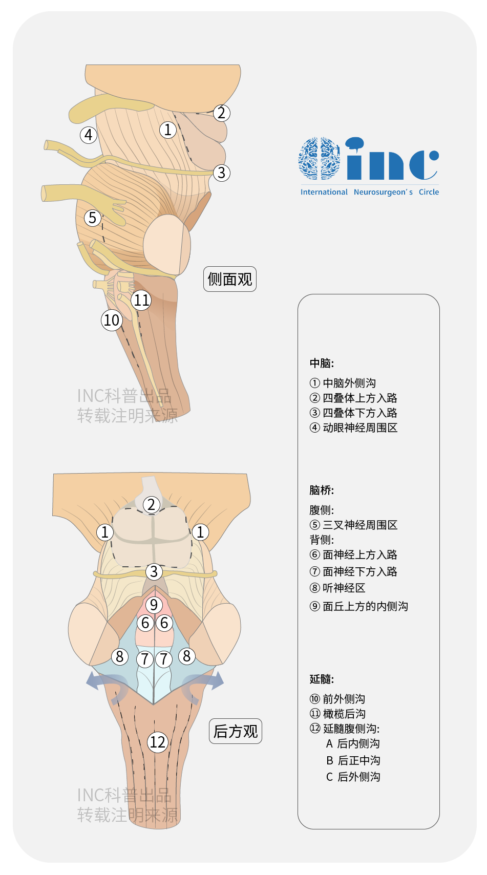 圖：腦干手術(shù)安全操作區(qū)。