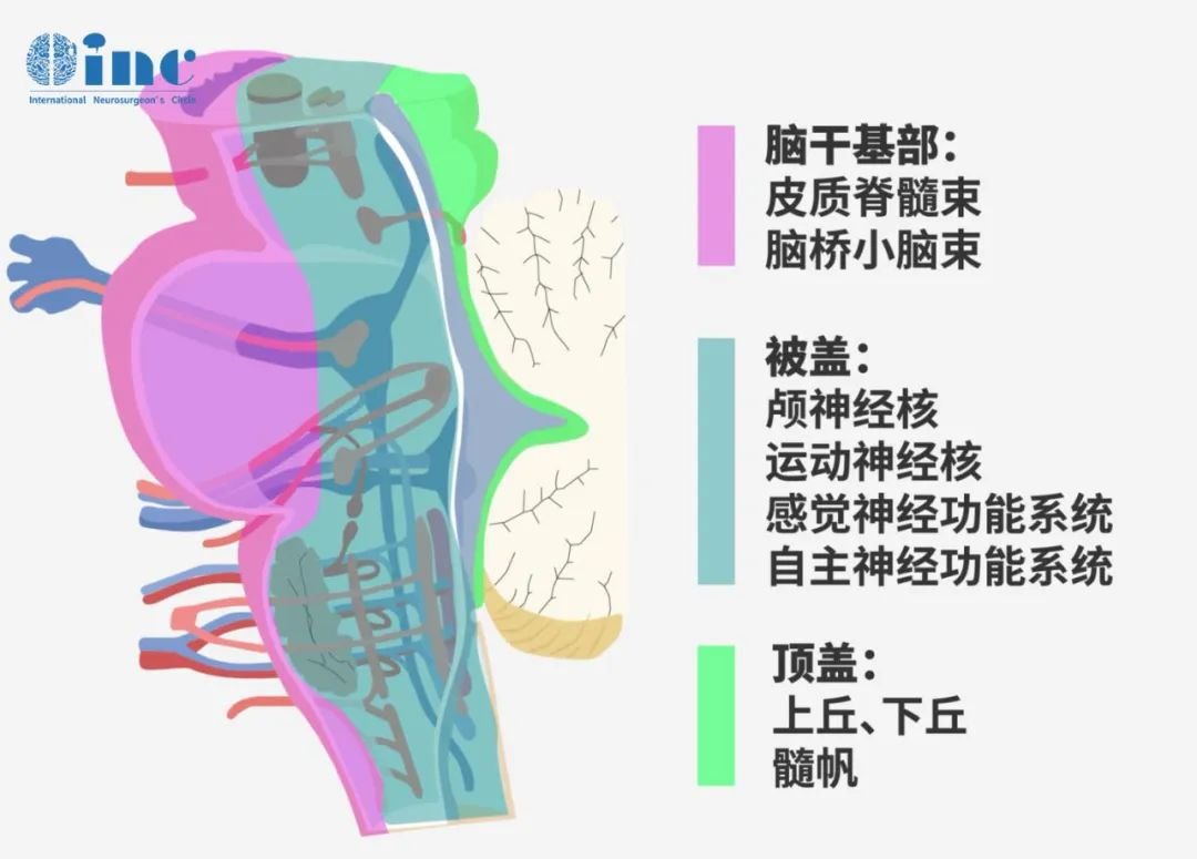腦干復(fù)雜的解剖結(jié)構(gòu)