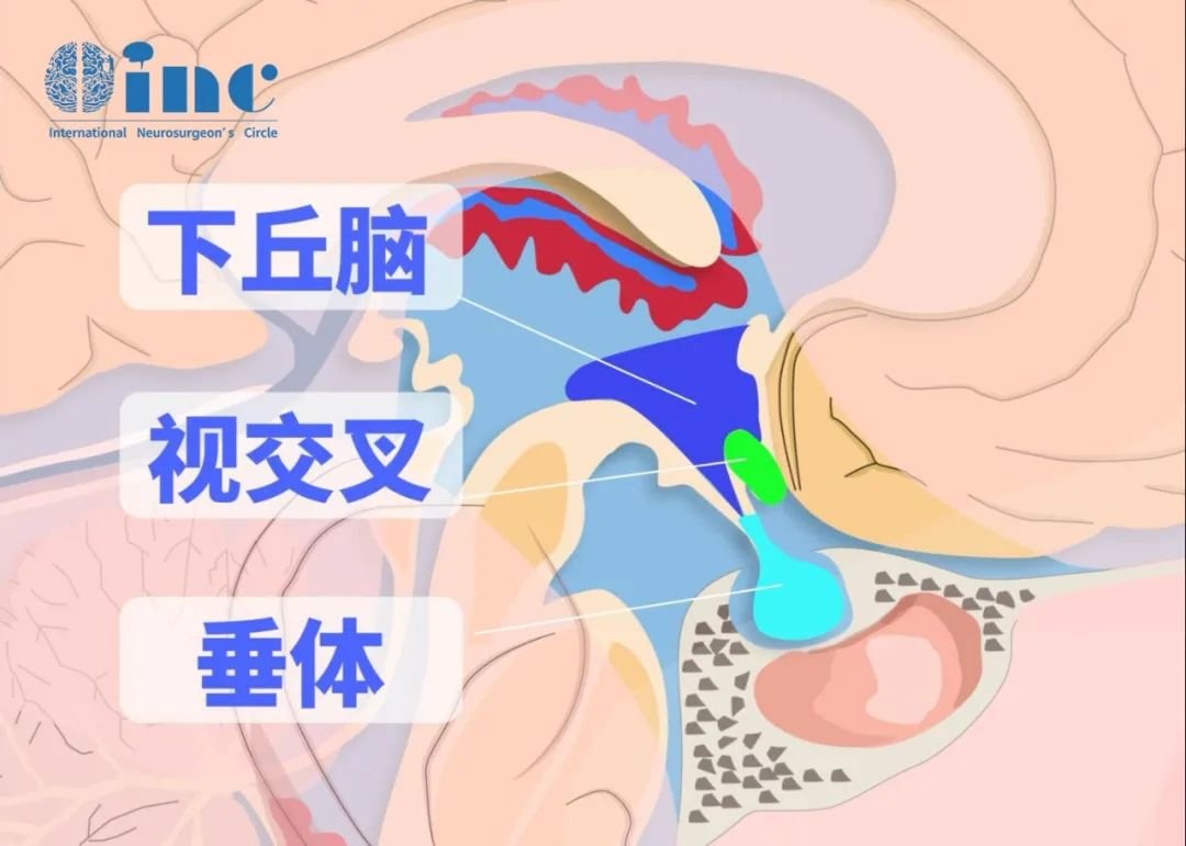 垂體