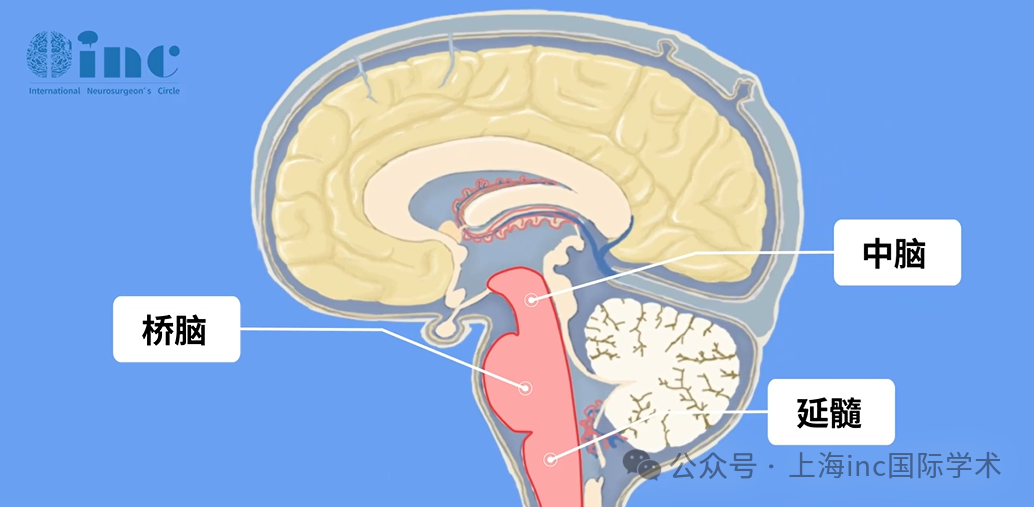 腦干