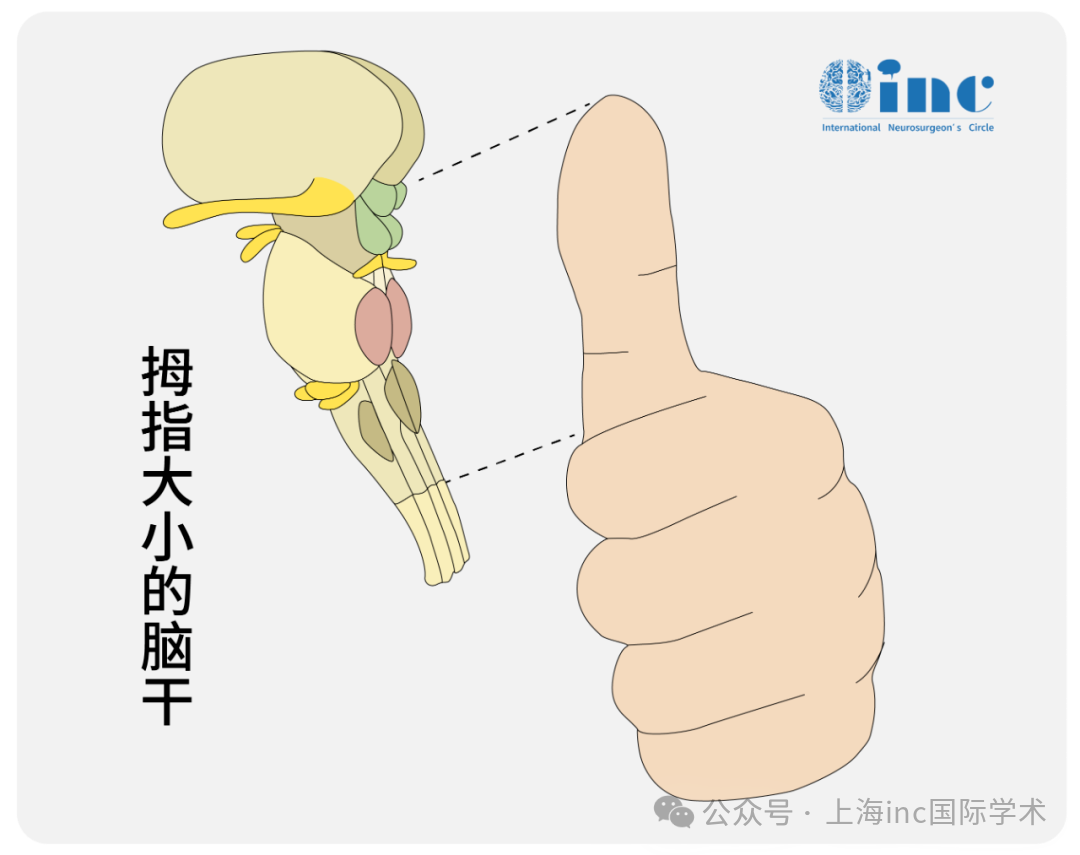 腦干