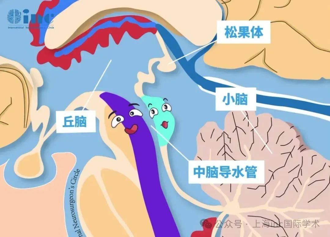 中腦頂蓋—視覺和聽覺的中樞