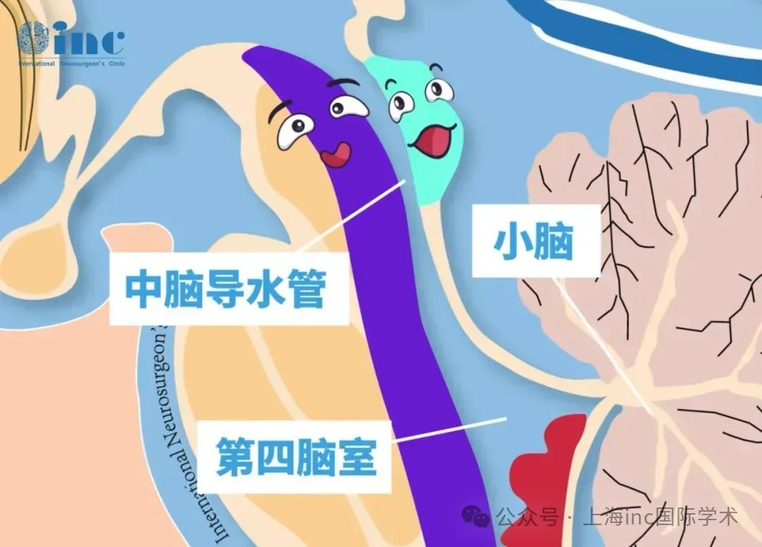 中腦被蓋—神經(jīng)系統(tǒng)的交匯點(diǎn)
