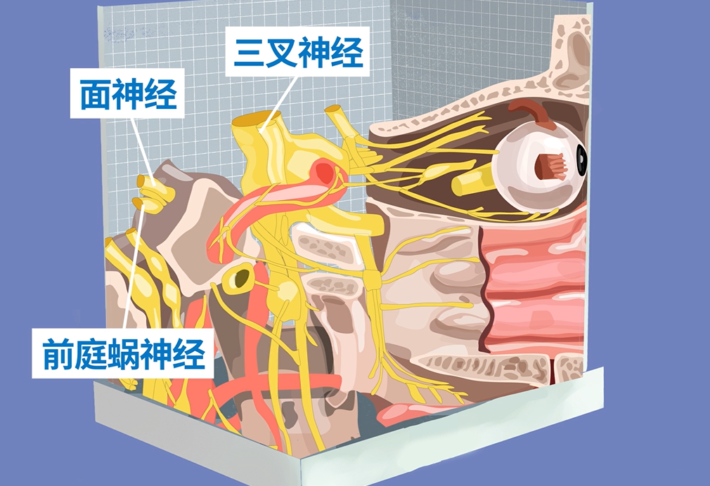CPA區(qū)重要神經(jīng)