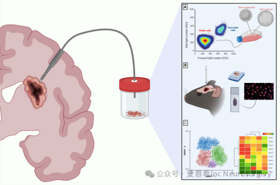　圖 1：對(duì)于可切除的活組織中 CNS 腫瘤的下游分析。CNS 腫瘤的不同轉(zhuǎn)化應(yīng)用強(qiáng)調(diào)了采用維持高細(xì)胞活力的術(shù)中手術(shù)工具的重要性。這些應(yīng)用包括培養(yǎng)細(xì)胞 (A)、使用患者來(lái)源的異種移植物開(kāi)發(fā)臨床前模型 (B)，以及使用多組學(xué)分析進(jìn)行下游測(cè)序，例如統(tǒng)一流形近似和投影 (UMAP) 或轉(zhuǎn)錄組學(xué)數(shù)據(jù)的基因組熱圖 (C)。