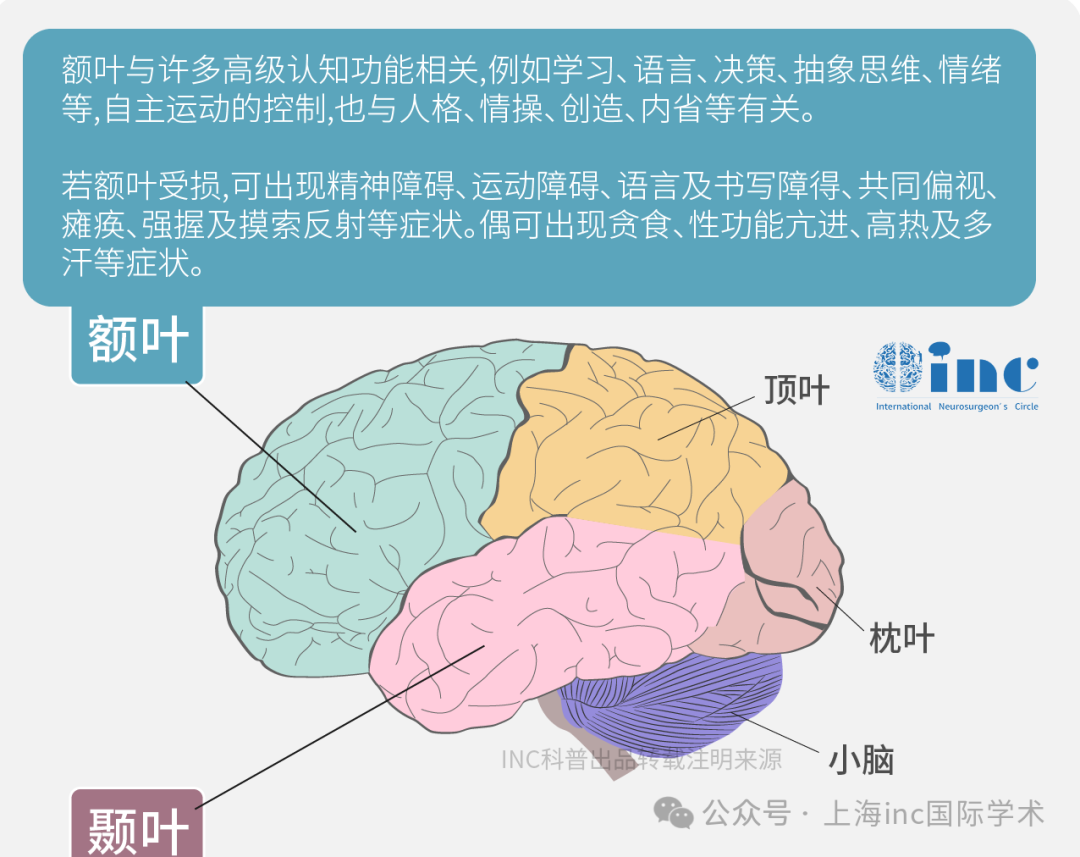 額葉