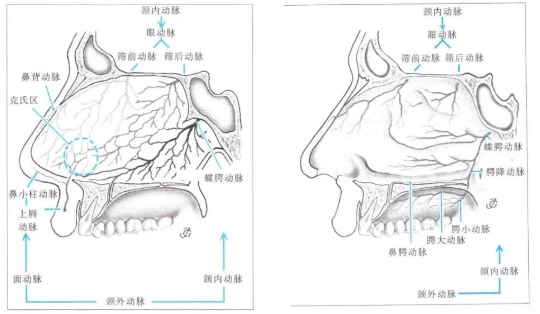 活檢后為何長(zhǎng)期頻繁流鼻血？實(shí)際上，這與 Alex 的腫瘤生長(zhǎng)在斜坡這一位置有關(guān)。