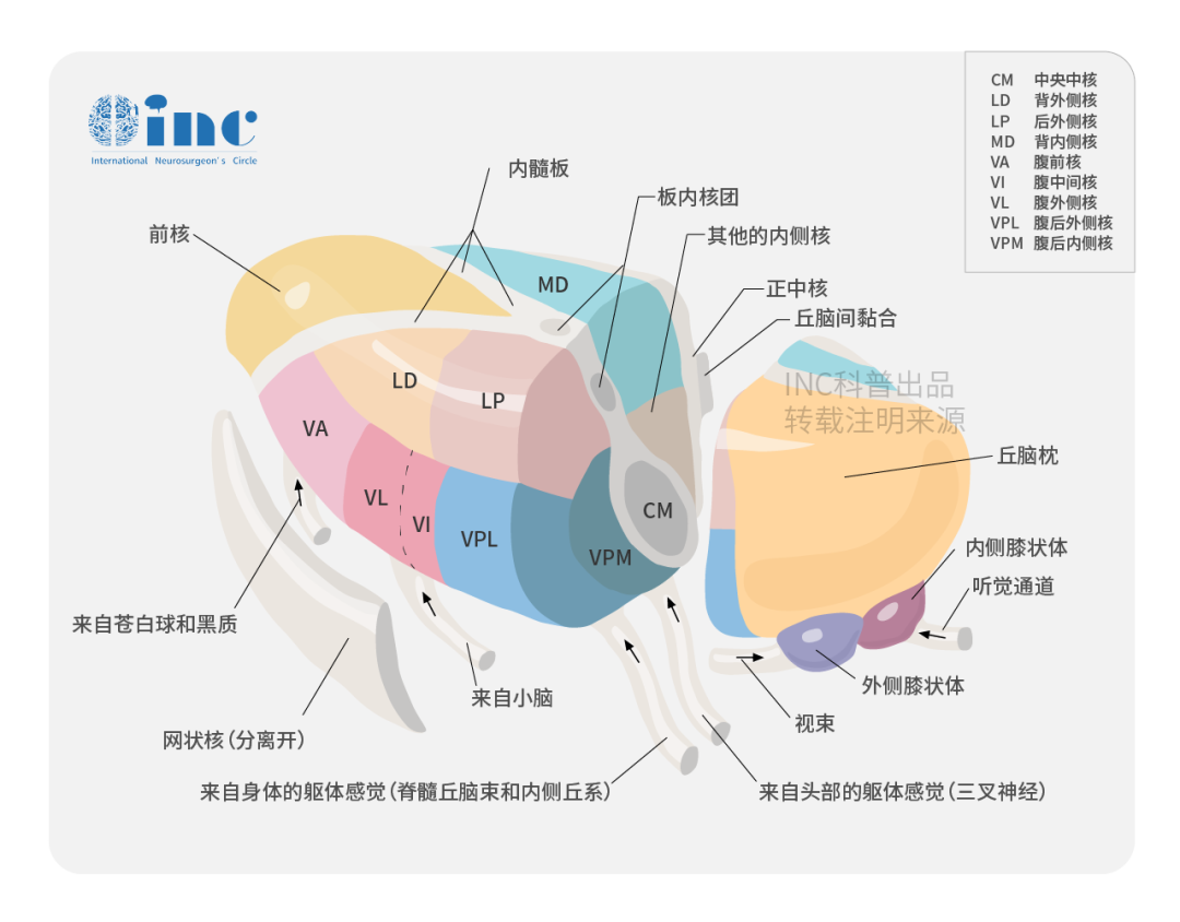 丘腦海綿狀血管瘤