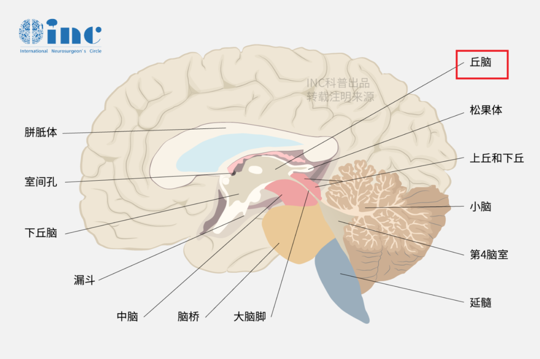 丘腦位置示意