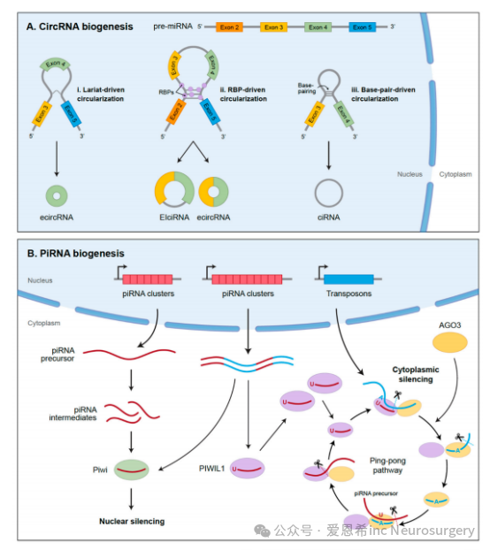 圖4. 環(huán)狀RNA（circRNA）和piRNA的生物合成。（A）環(huán)狀RNA（circRNA）由前體mRNA通過(guò)反向剪接生成，連接5'剪接位點(diǎn)和上游3'剪接位點(diǎn)。外顯子環(huán)狀RNA（ecircRNA）通過(guò)RNA結(jié)合蛋白（RBP）驅(qū)動(dòng)的環(huán)化或套索驅(qū)動(dòng)的環(huán)化生成，后者涉及由于前體mRNA轉(zhuǎn)錄過(guò)程中RNA的部分折疊而導(dǎo)致的外顯子跳躍。外顯子內(nèi)含子環(huán)狀RNA（EIciRNA）在生物合成過(guò)程中保留內(nèi)含子，而環(huán)狀內(nèi)含子RNA（ciRNA）則從前體mRNA中切除的套索內(nèi)含子衍生而來(lái)。（B）piRNA從前體piRNA簇轉(zhuǎn)錄而來(lái)，并從單鏈前體轉(zhuǎn)錄本中加工。它們隨后被加載到Piwi或PIWIL1（或其同工型PIWIL2、PIWIL3和PIWIL4）上?；蛘撸鼈兺ㄟ^(guò)乒乓循環(huán)擴(kuò)增，在此過(guò)程中，與反義piRNA相關(guān)的PIWI蛋白切割piRNA前體的正義鏈，反之亦然。乒乓通路沉默目標(biāo)轉(zhuǎn)座子的表達(dá)，同時(shí)擴(kuò)增piRNA序列。