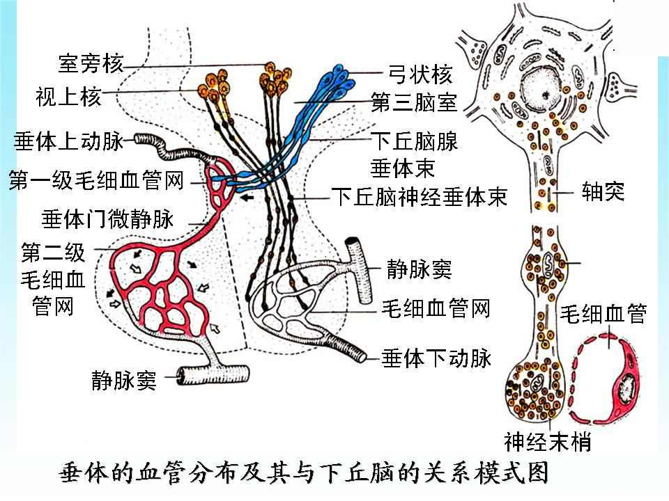 垂體門脈系統(tǒng)有多重要？