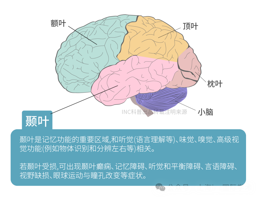 顳葉