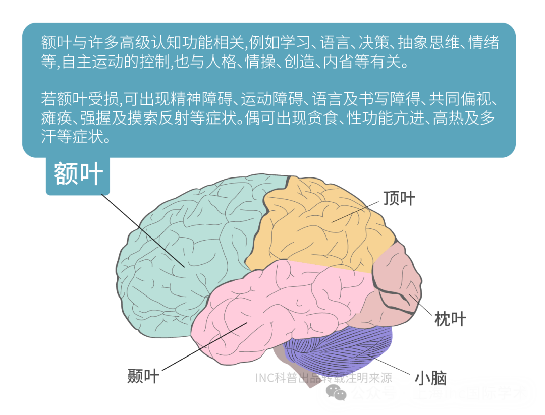額葉
