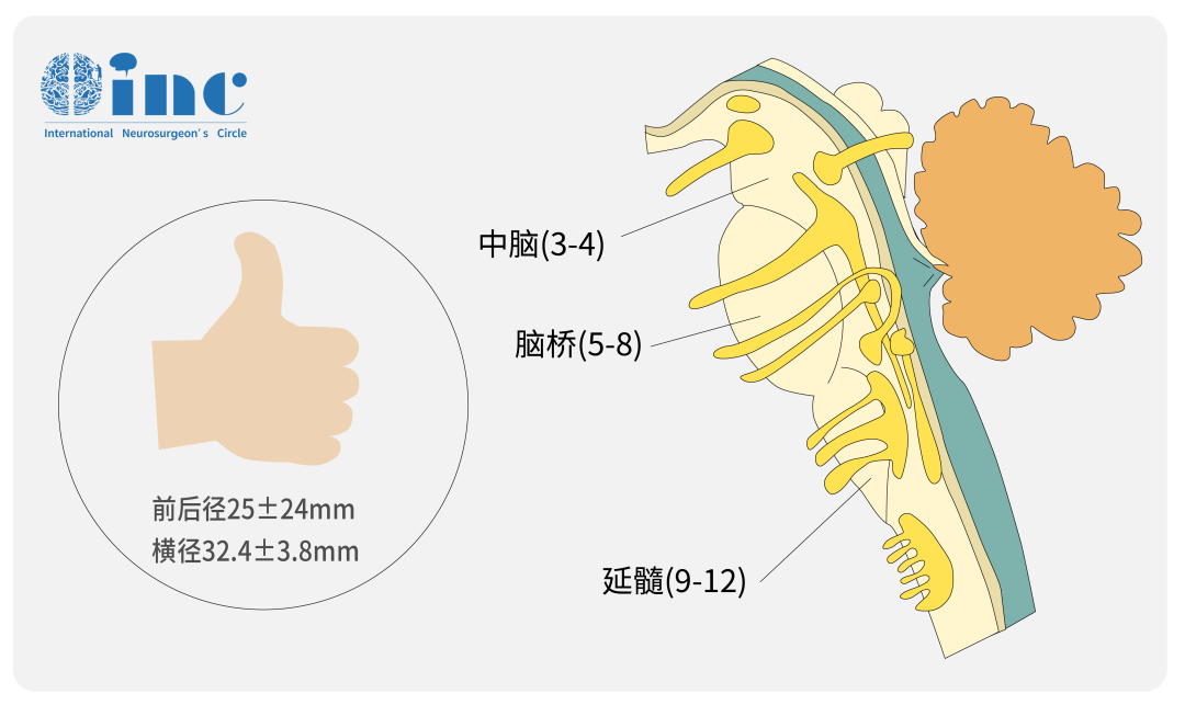 橋腦