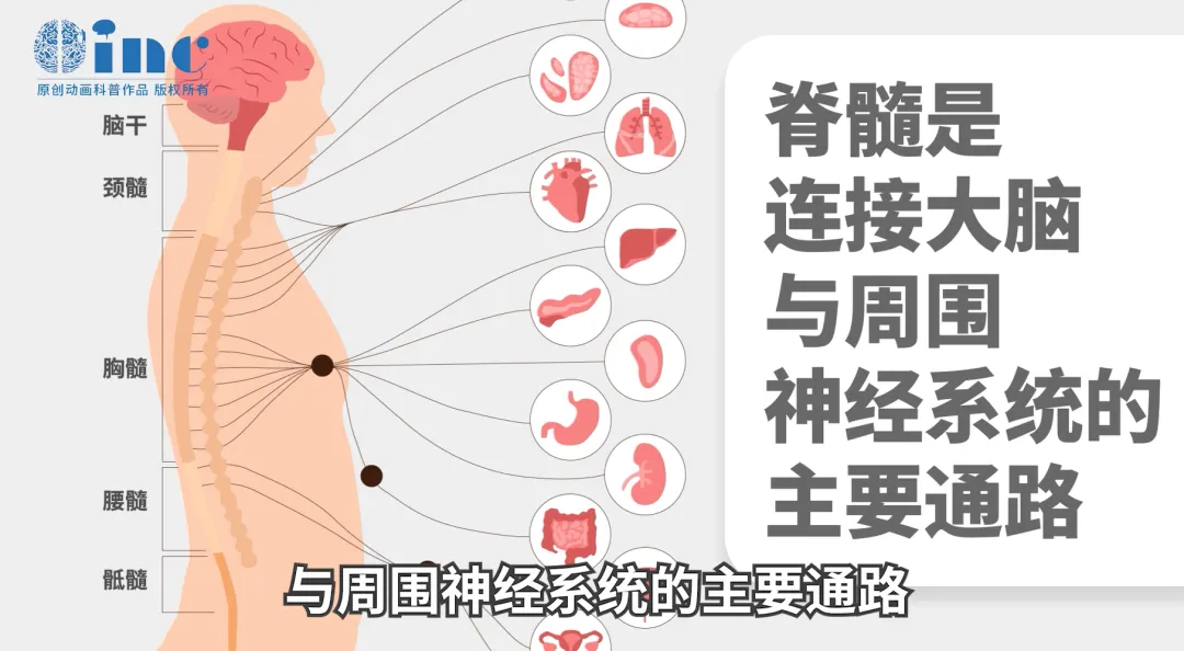 脊髓是連接大腦和周尾神經(jīng)系統(tǒng)的主要通路