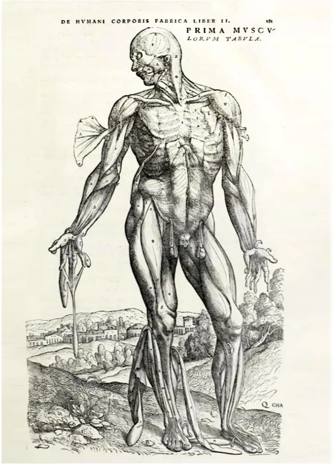 肌肉男性手繪，摘自維薩利烏斯《Fabrica》第二卷。請注意這幅基于尸體解剖的人體肌肉藝術(shù)圖。轉(zhuǎn)載自(X1)