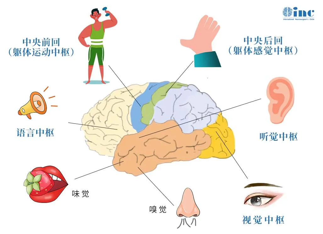 手術(shù)的目標，在徹底清除”病灶“的同時，確保功能不會受損。